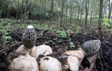 德江县堰塘乡：林下冬荪产业效益显现