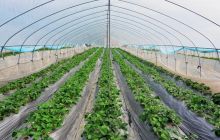 秋耕冬种正当时 碧江坝区战犹酣