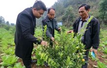 沿河县平原村：干部沉下去 产业兴起来