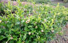 德江县水塘村：茶树变身“摇钱树” 绿叶变成“红票子”