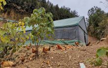 松桃县新庄村：林下养鸡带动村民脱贫致富