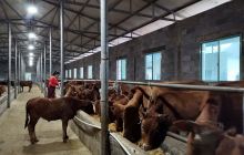 松桃县新庄村：路通产业兴