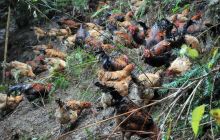 碧江区和平乡跑山鸡盼出售