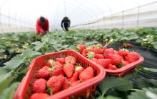 玉屏：小寒时节草莓香