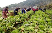 碧江区卜口村蔬菜大户为抗疫捐菜两千余斤