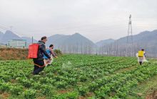 德江：疫情防控不放松 春耕生产正当时