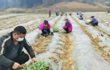 思南县邵家桥镇：掀热潮  忙春耕