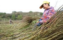 玉屏：美丽乡村建设忙