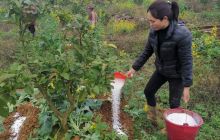 思南县邵家桥镇：抢抓时机管护忙