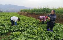 玉屏：300亩红菜苔喜获丰收