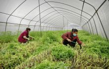 大棚春来早 藜蒿采摘忙