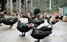 碧江区桐木坪乡贫困户家禽盼售