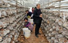 碧江区程耀食用菌公司香菇菌棒双丰收