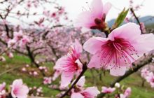 石阡县五德镇：繁花似锦仲春到 产业增收有盼时