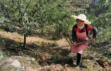 德江： 20余万亩花椒成为群众增收“致富树”