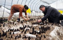 万山区石竹社区种羊肚菌效益丰