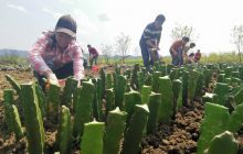 思南县邵家桥：引来“火龙果” 发展新产业