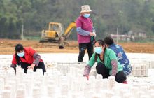 沿河马脑村：黑木耳基地种植忙