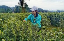 德江：上堰白茶品质独特 含丰富天然物质