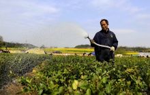 油茶之乡育苗忙