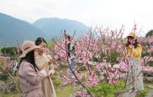 印江：“花果山”成脱贫“摇钱树”