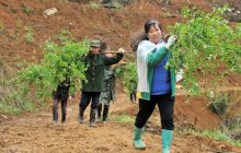 碧江区水土保持工地呈现抢栽蓝莓树热