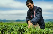 石阡：茶农茶企开足马力赶制名优茶