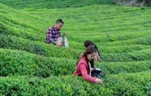 来和正大茶园，赴一场浪漫的“茶海”之约