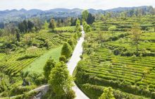 石阡县大屯村：漫山茶景美如画