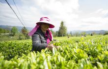 石阡县大屯村：村民采茶卖茶忙