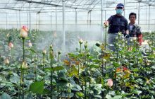 万山区大棚种植玫瑰取得成功