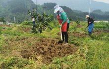 德江长堡：4000余亩脐橙长势喜人