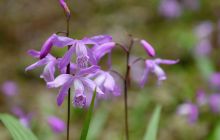 白芨花开 石斛相伴