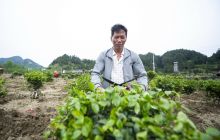 碧江区和平乡：苗圃基地带动群众就业增收