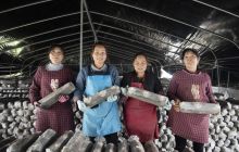 万山中华山村：小小食用菌撑起“致富伞”