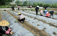 碧江区和平乡龙鱼村突击种金丝皇菊