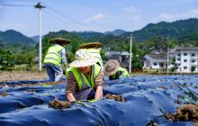  思南县塘头镇：村民耕作忙