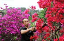 碧江区坝黄镇花卉陶瓷专业合作社花正红