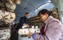 碧江区滑石乡：精准产业发展蘑菇小镇​撑起群众的“致富伞”