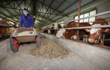 玉屏县生态养牛合作社抗疫养牛两不误