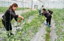 江口县挂扣大坝产业务工双丰收