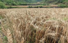 思南县邵家桥镇：小麦喜获丰收