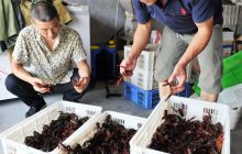 江口县坝盘镇正全力打造龙虾小镇