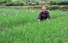 碧江区桐木坪乡韭菜喜获丰收