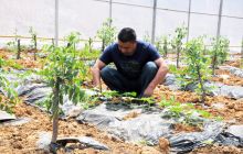 万山区林果业发展初显效