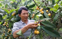 德江：枇杷大丰收 采摘正当时