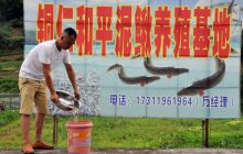 碧江区和平乡泥鳅养殖条件优越