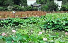 碧江区龙鱼村花卉产业带动乡村旅游