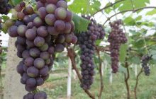 德江县稳坪镇：葡萄熟了，赶紧来约！
