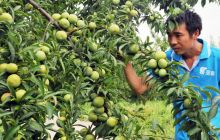 碧江区桐木坪乡空心李丰收